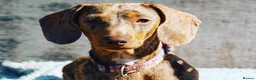 Miniature Dachshund dogs for sale: Mr & Mrs KC Miniature Dachshunds  - Advert 12