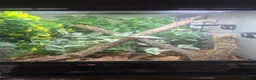 Gecko reptiles for sale: Red lilly white female with full setup in Paignton - Advert 6