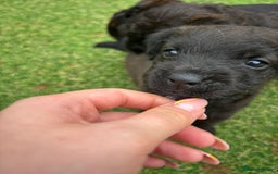 Patterdale Terrier dogs for sale: Chocolate Patterdale terriers  - Image 7