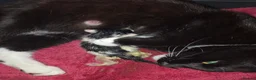 Mixed Breed cats for sale: 4 beautiful kittens (unsure of sex currently)  in Boston - Advert 19