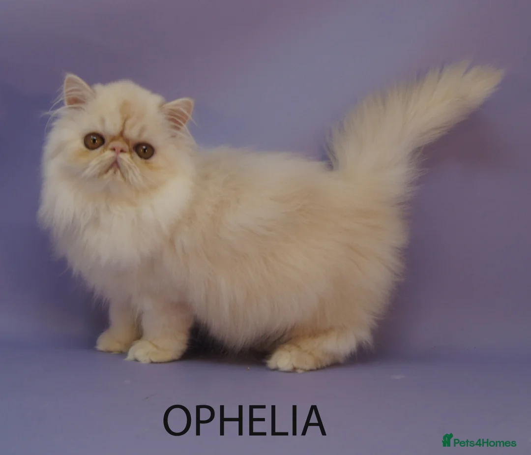 Persian cats for sale: GCCF Registered Persian Kittens – Neutered & Ready - Advert 5