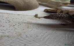 Leopard Gecko reptiles for sale: Leopard gecko - Image 2