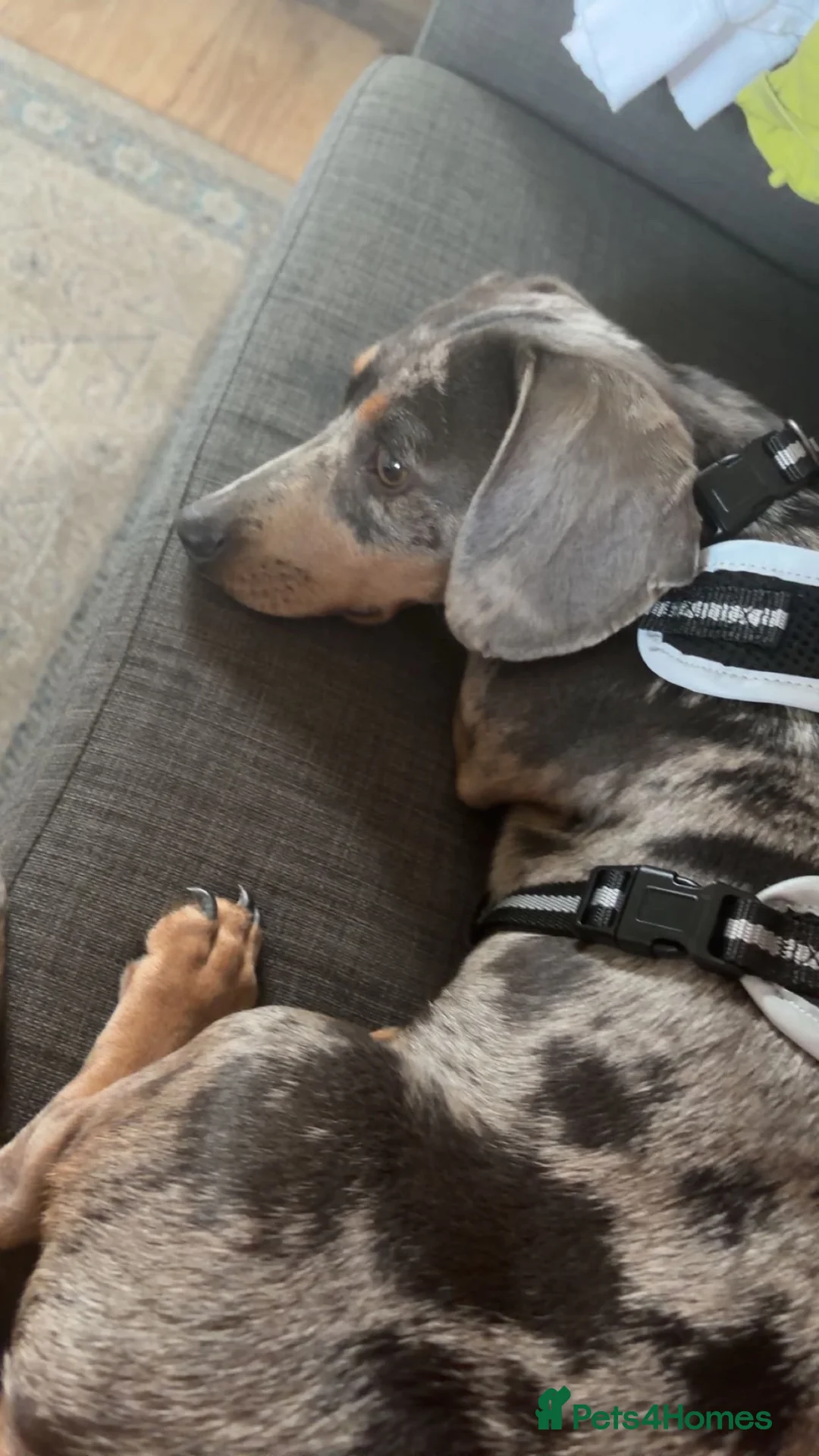 Dachshund dogs for sale: chester  in Bradford - Advert 4