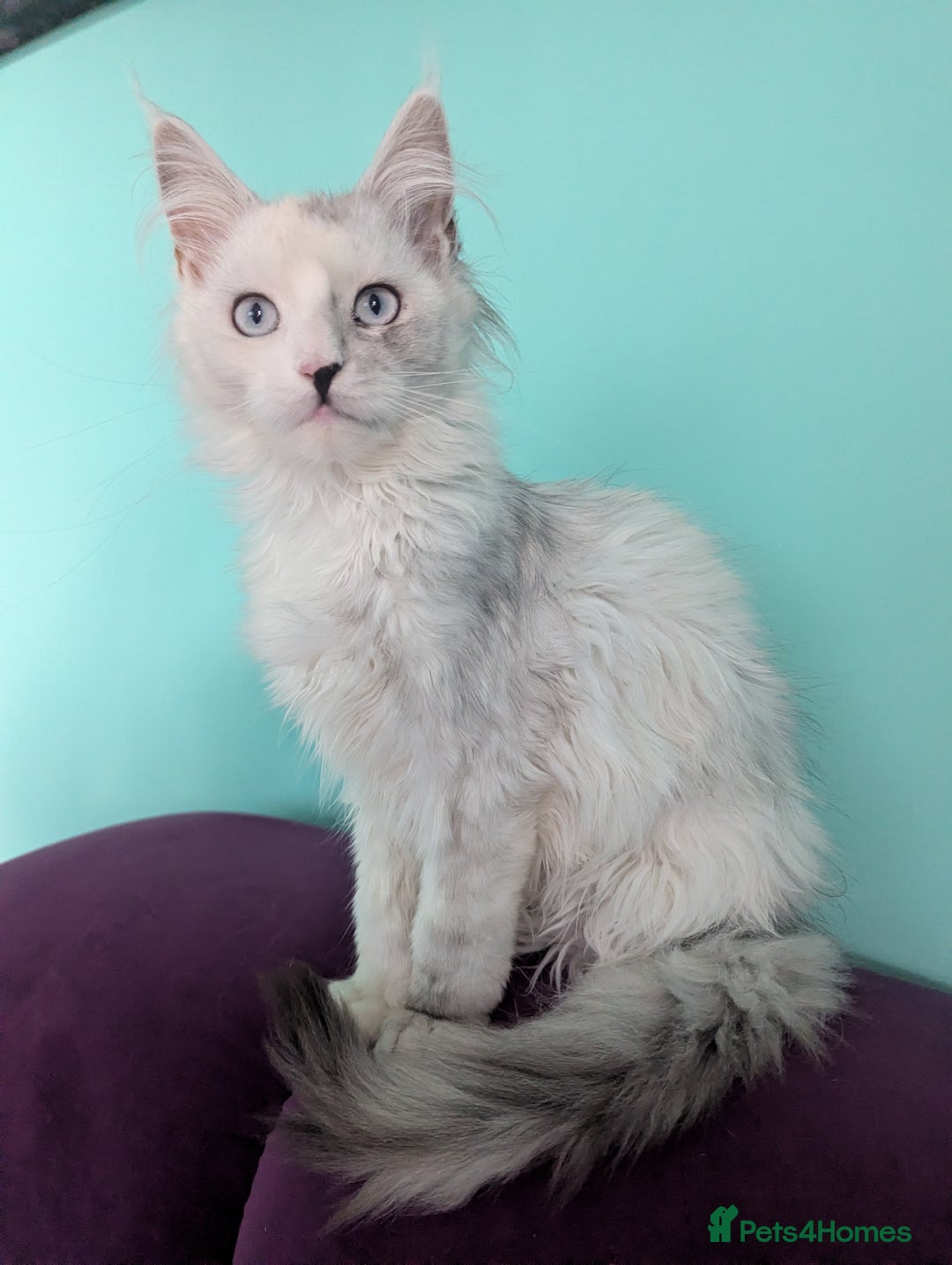 Maine Coon cats for sale: Beautiful Pedigree Maine Coon kittens  - Advert 12