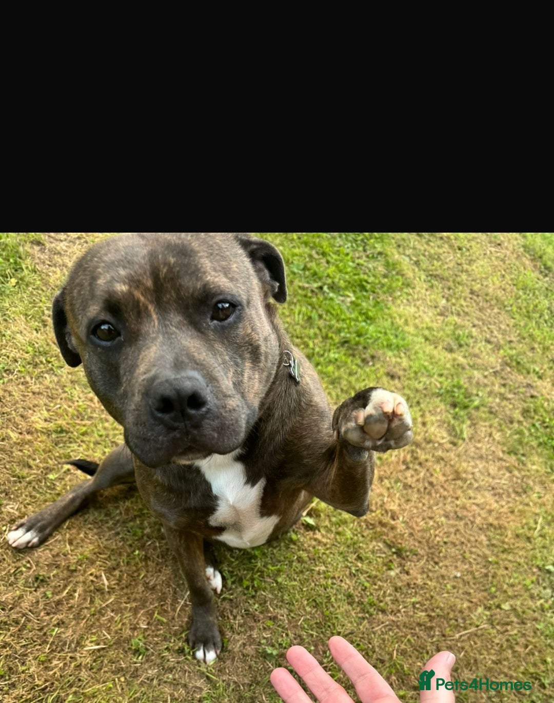 Staffordshire Bull Terrier dogs for sale: Heartbreaking Decision To Rehome  - Advert 2