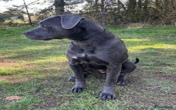 Mixed Breed dogs for adoption: Meet Sky, currently residing in Merseyside  - Image 5