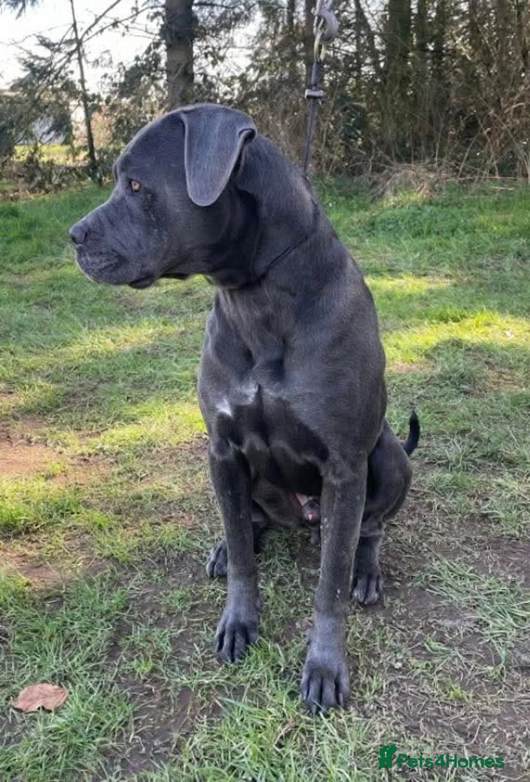 Mixed Breed dogs for adoption: Meet Sky, currently residing in Merseyside  - Advert 5