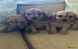 Cavapoo dogs for sale: LICENSED BREEDER HEALTH TESTED CAVAPOOS F1  - Image 1