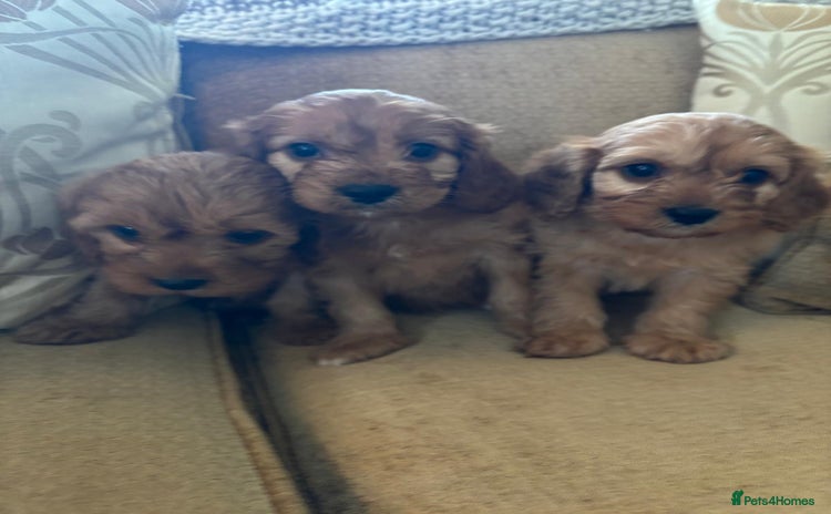 Cavapoo dogs - Advert 4
