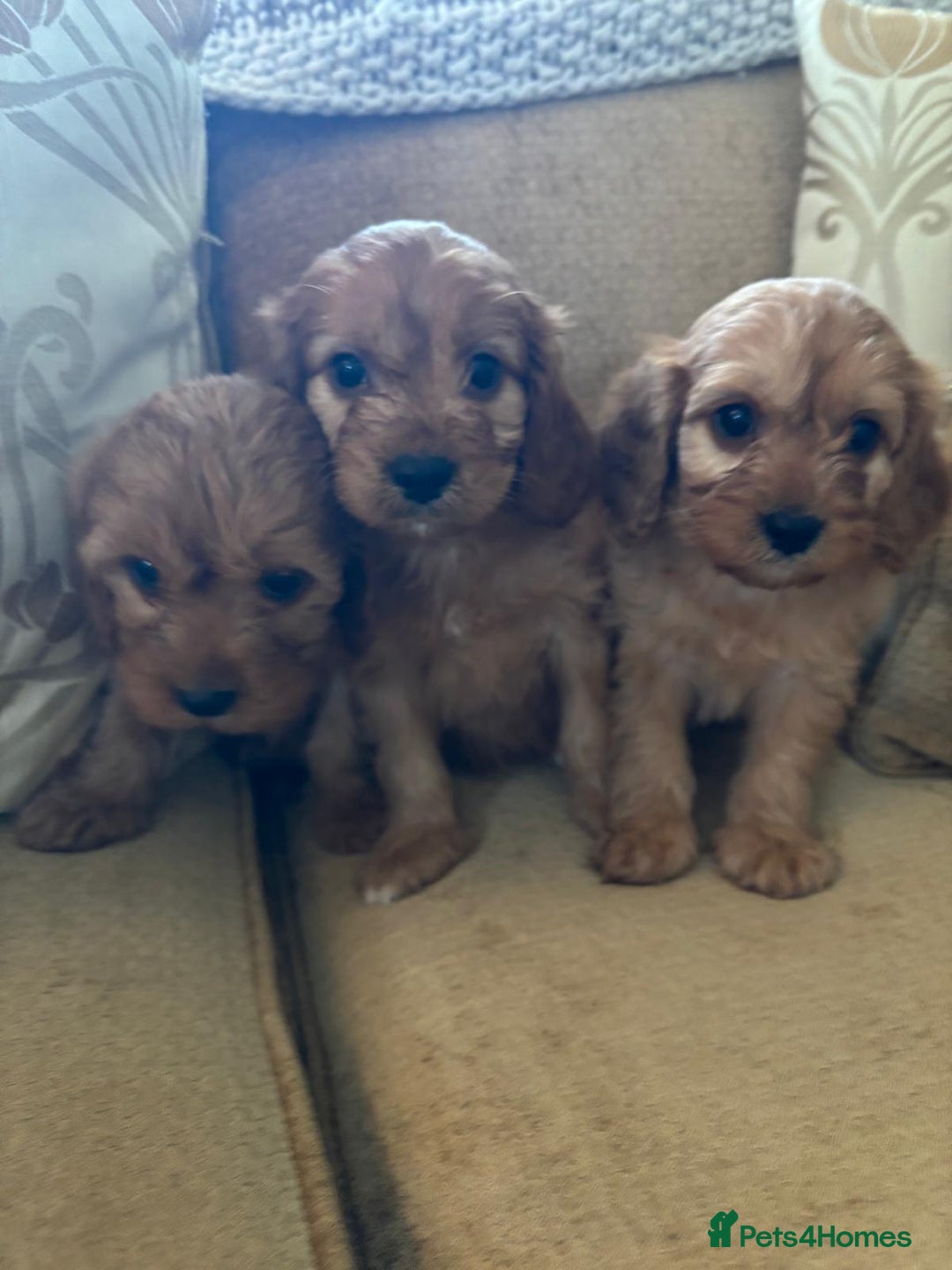 Cavapoo dogs for sale: LICENSED BREEDER HEALTH TESTED CAVAPOOS F1  - Image 1