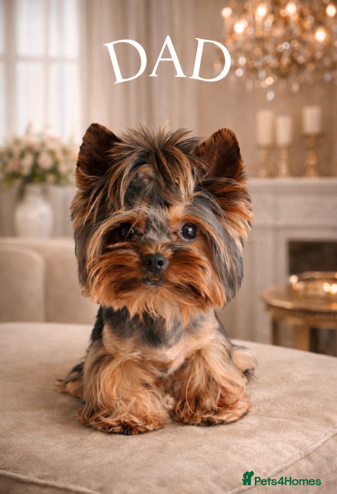 Yorkshire Terrier dogs for sale: ❀ Miniature Yorkshire Terriers – 4 Girls  ❀ - Advert 10