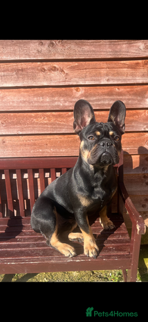 French Bulldog dogs - Advert 17