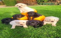 Labrador Retriever dogs for sale: Labrador puppies  - Image 1