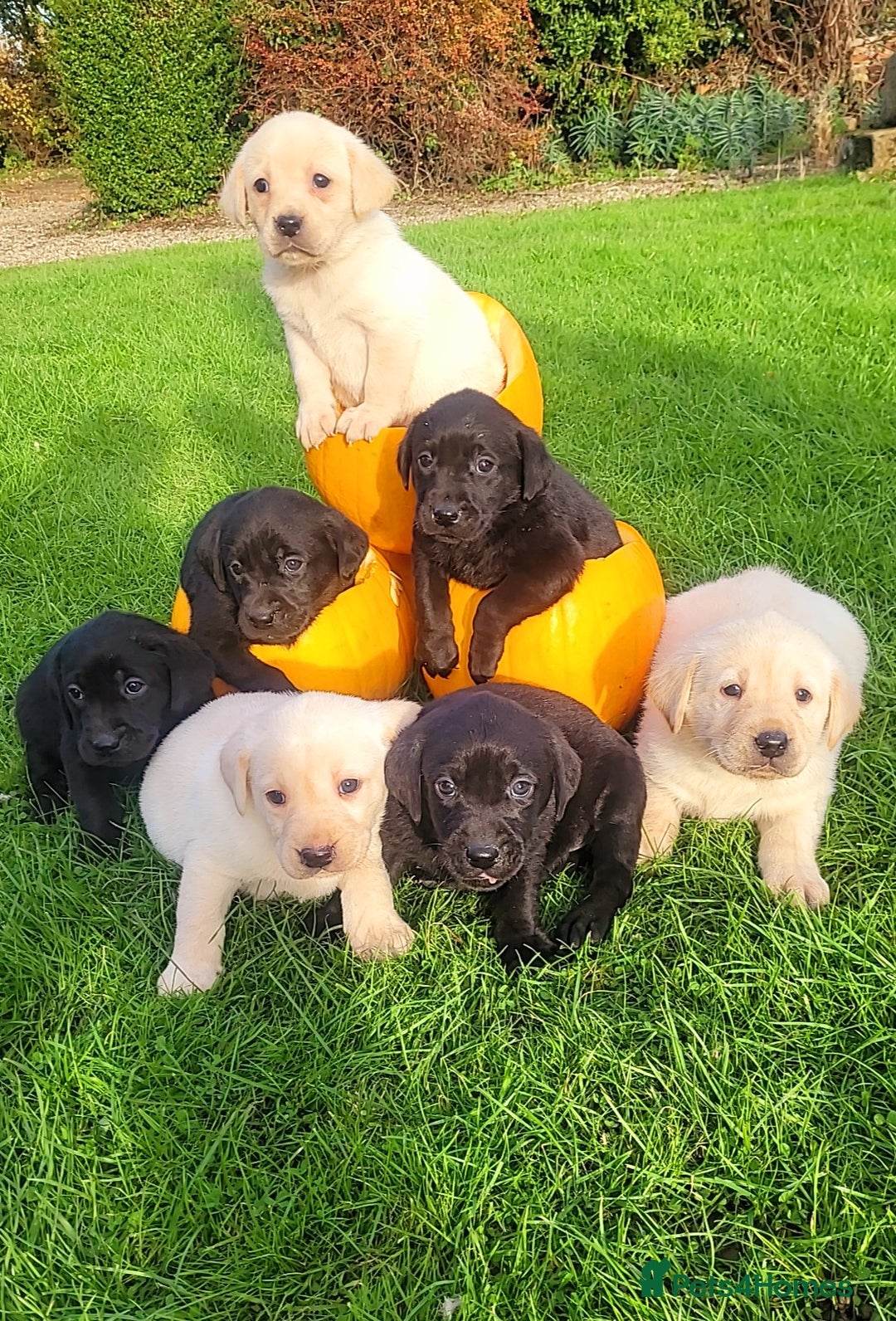Labrador Retriever dogs for sale: Labrador puppies  - Image 1