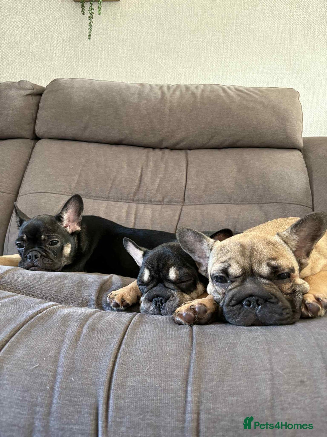 French Bulldog dogs for sale: 3 French Bulldog Pups - Advert 5