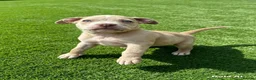 American Bully dogs for sale: Puppies for sale  in Dagenham - Advert 4