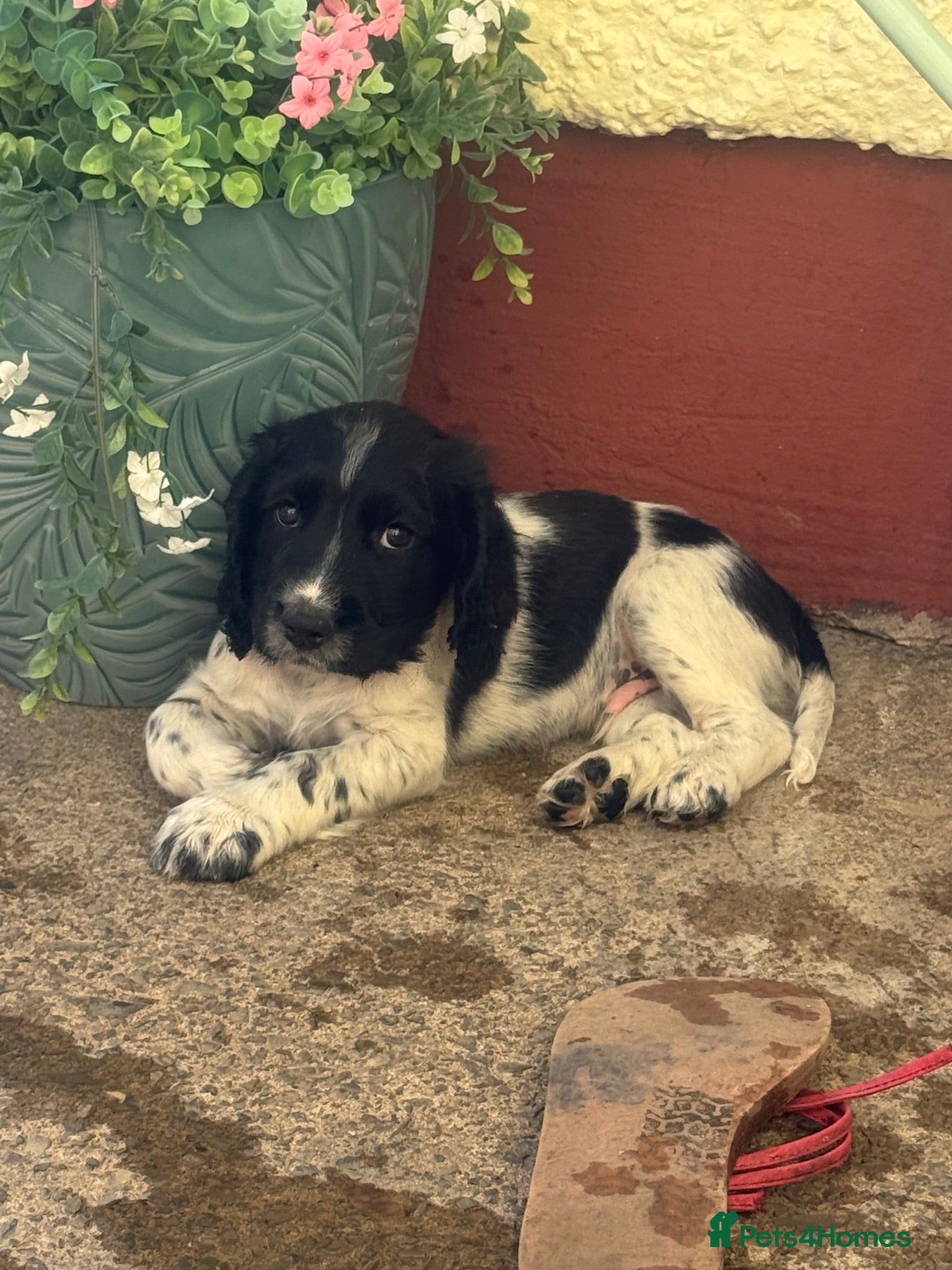 Cocker Spaniel dogs Beautiful litter of cocker spaniel puppies - Advert 2