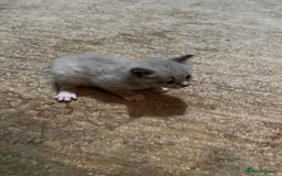 Mixed Breed cats for sale: Kittens for sale - Image 11