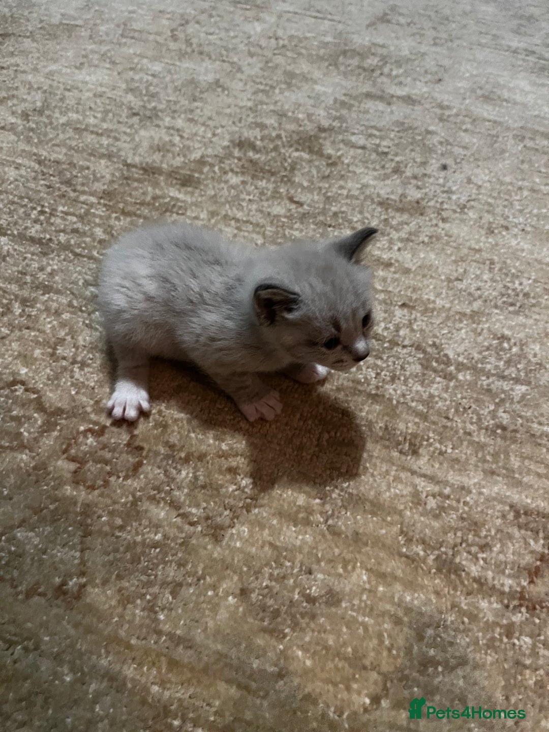 Mixed Breed cats for sale: Kittens for sale - Image 11
