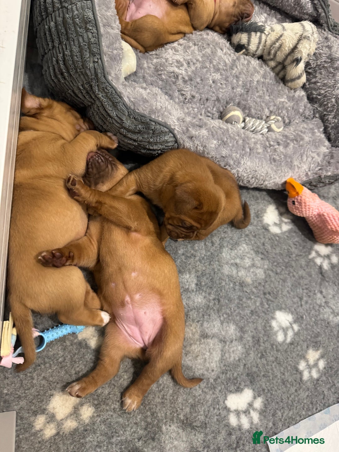 Dogue De Bordeaux dogs for sale: Stunning Quality Dogue de Bordeaux Puppies - Image 7