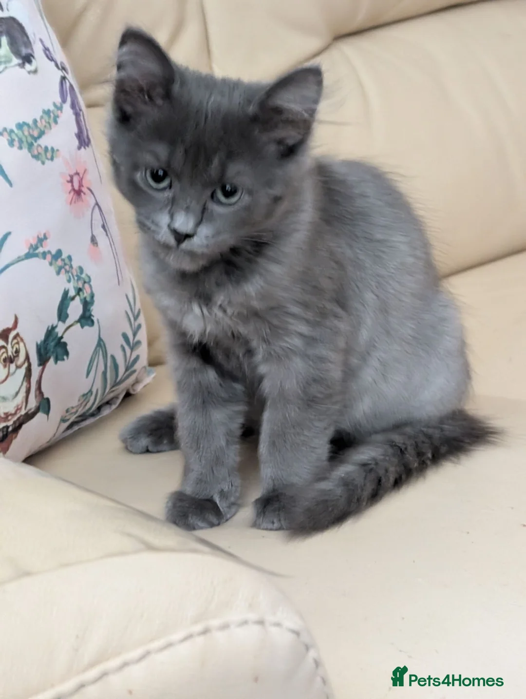 Siberian cats for sale: Siberian boy - Advert 2