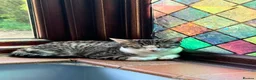 Mixed Breed cats for sale: Loving female kitten looking for a home  - Advert 3