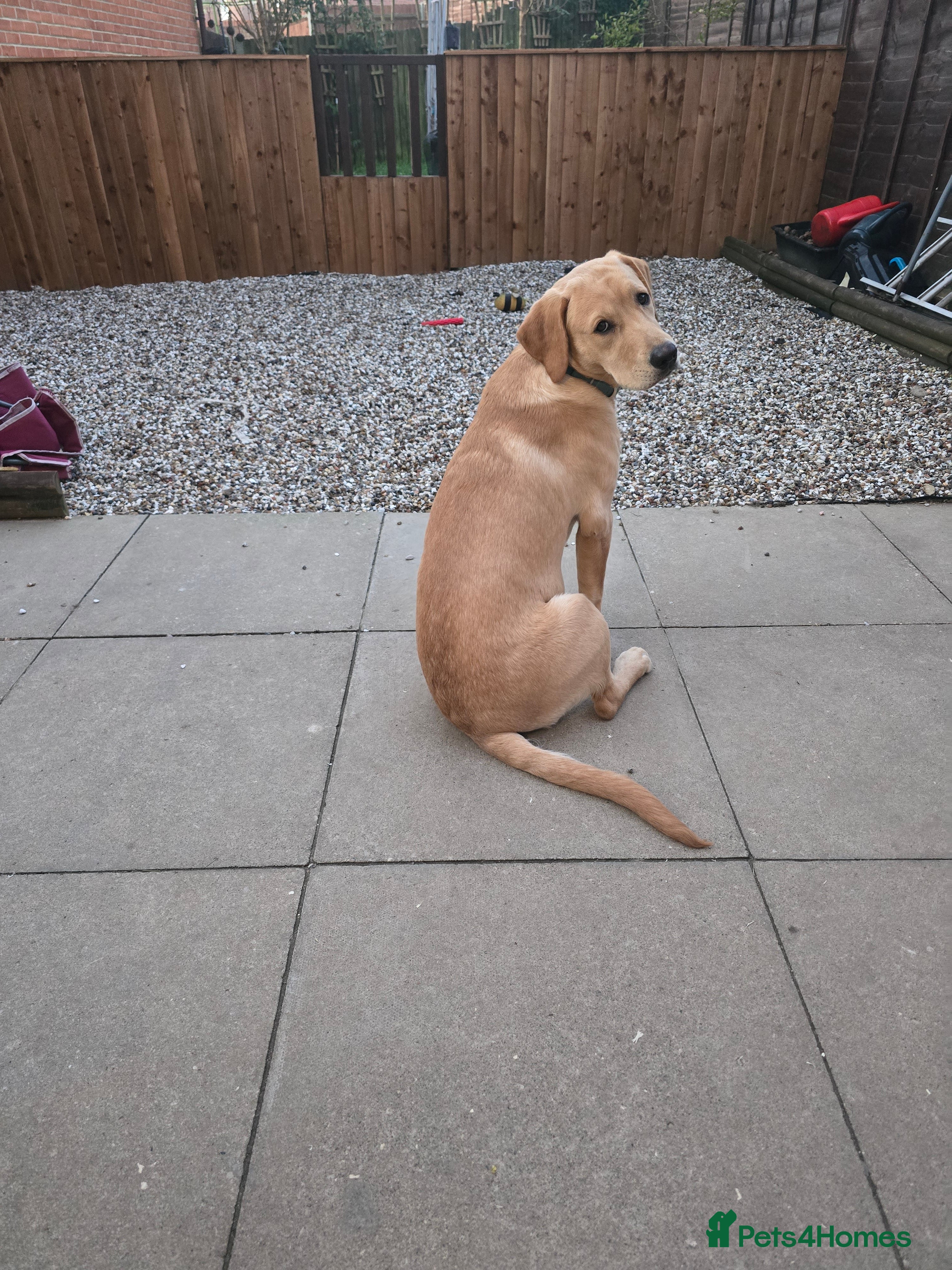 Labrador Retriever dogs Loving boy needs new home - Advert 9
