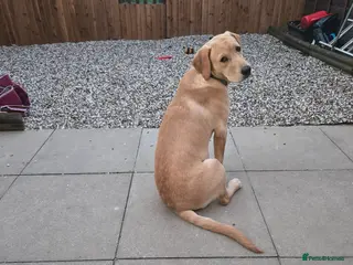 Labrador Retriever dogs Loving boy needs new home - Advert 9