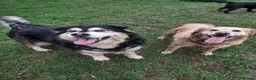 Mixed Breed dogs for sale:  Lovely  Malamute x black Labrador  puppies   - Advert 11