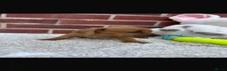 Dachshund dogs for sale: 5 gorgeous miniature dachshund puppy’s🐶 in Cullompton - Advert 27