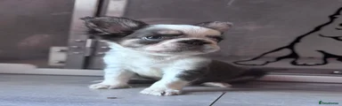 French Bulldog 2