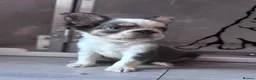 French Bulldog dogs for sale: Adorable fluffy frenchies - Advert 31