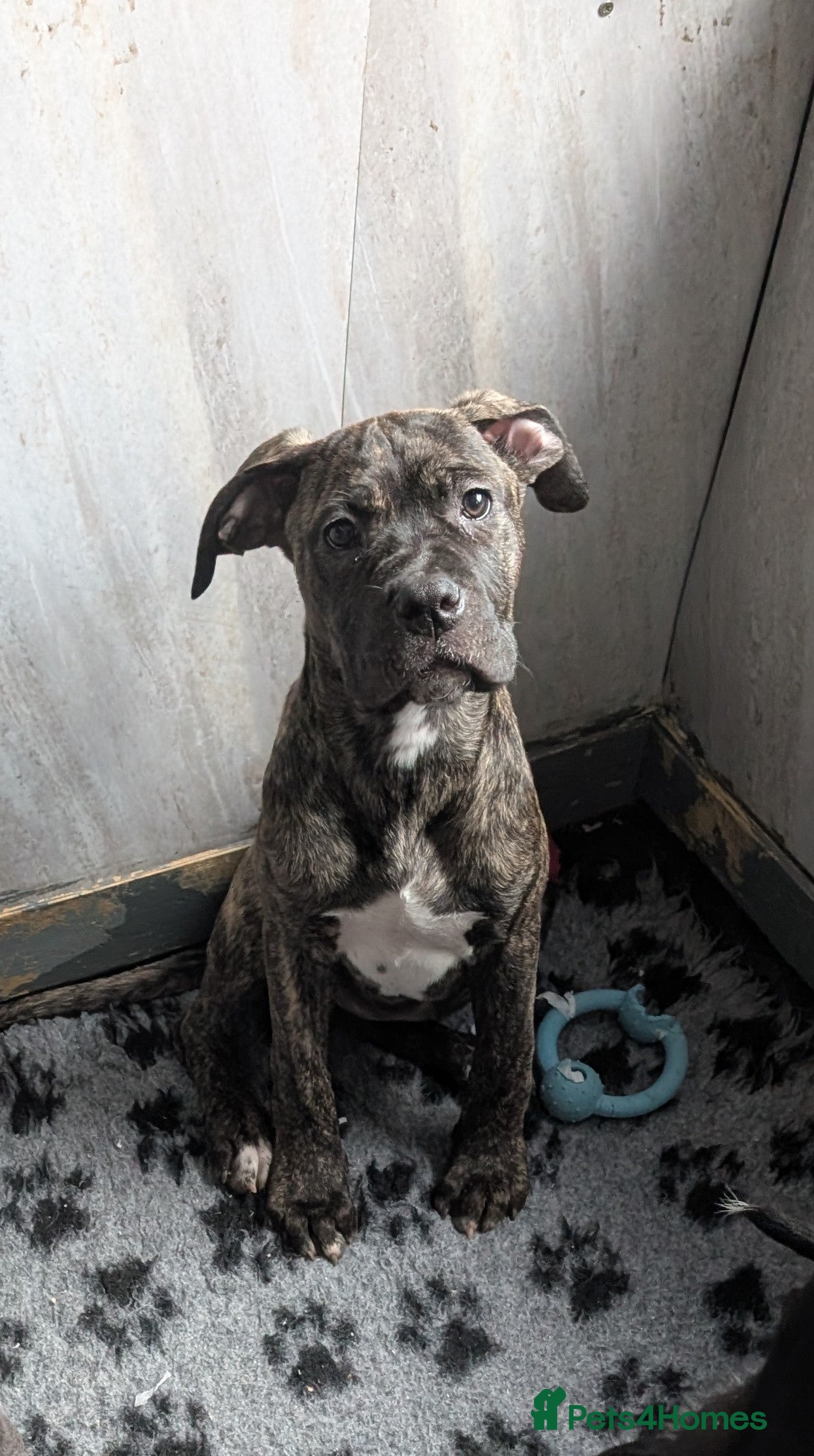 Cane Corso dogs Female cane corso puppies  - Advert 2