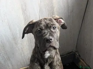 Cane Corso dogs Female cane corso puppies - Advert 2