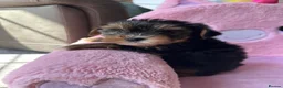 Yorkshire Terrier dogs for sale: Toy Yorkshire terrier puppies  - Advert 8