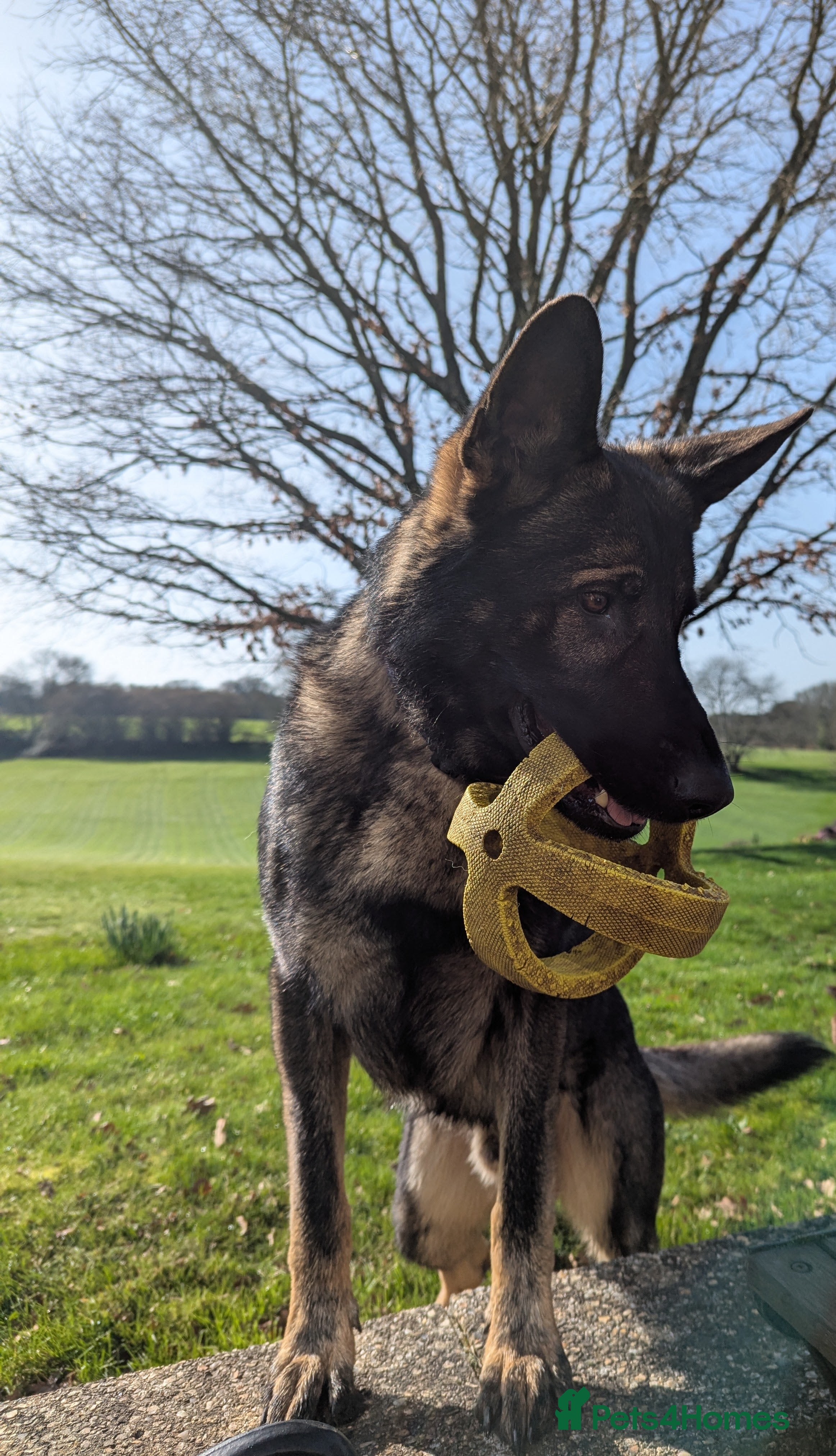 German Shepherd dogs 2 year old friendly entire male German Shepherd - Advert 1