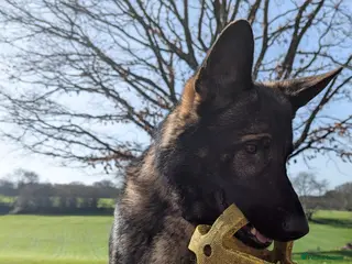 German Shepherd dogs 2 year old friendly entire male German Shepherd - Advert 1