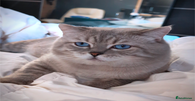 British Shorthair cats 🏆GCCF & TICA reg🪩BSH COLORPOINT🟥STUD - Advert 5