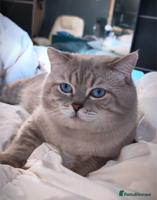 British Shorthair cats 🏆GCCF & TICA reg🪩BSH COLORPOINT🟥STUD - Advert 13