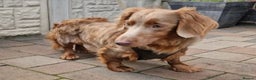 Miniature Dachshund dogs for stud: **RogueRoyales Luxe** PRA Clear Long Hair in Wolverhampton - Advert 4