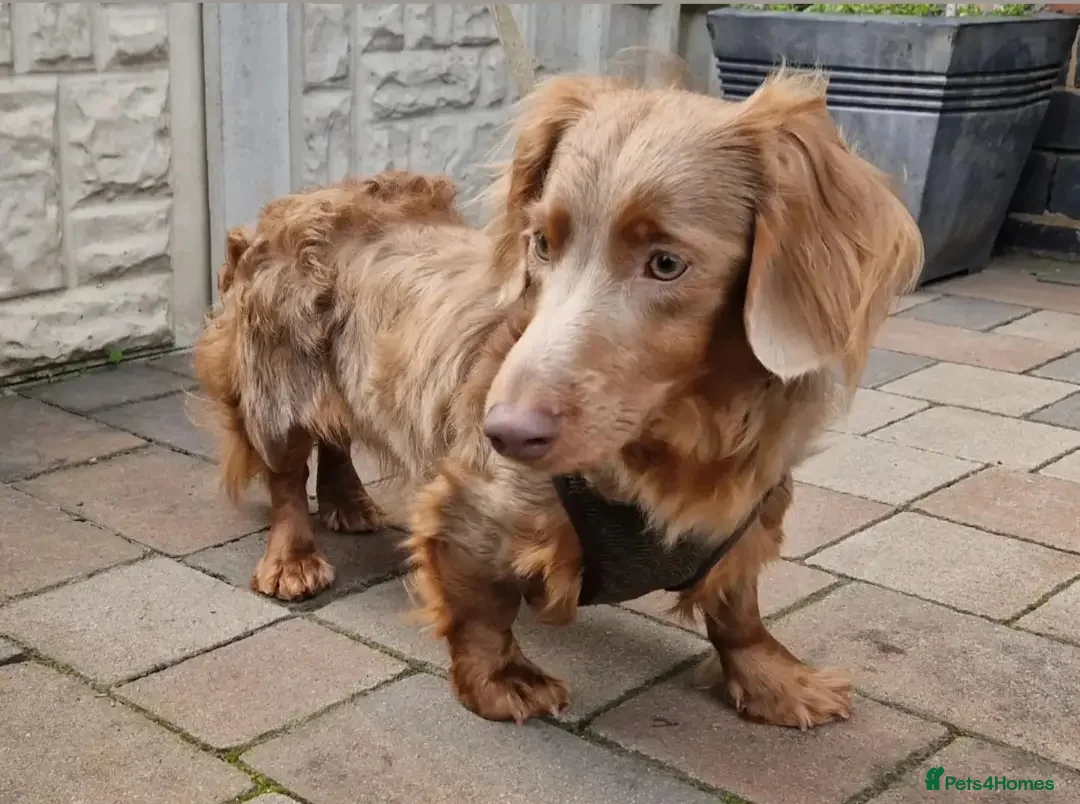 Miniature Dachshund dogs for stud: **RogueRoyales Luxe** PRA Clear Long Hair in Wolverhampton - Advert 4