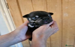 French Bulldog dogs for sale: ⚡️Exquisite 🌈 Pedigree French Bulldog Puppies ⚡️ - Image 2