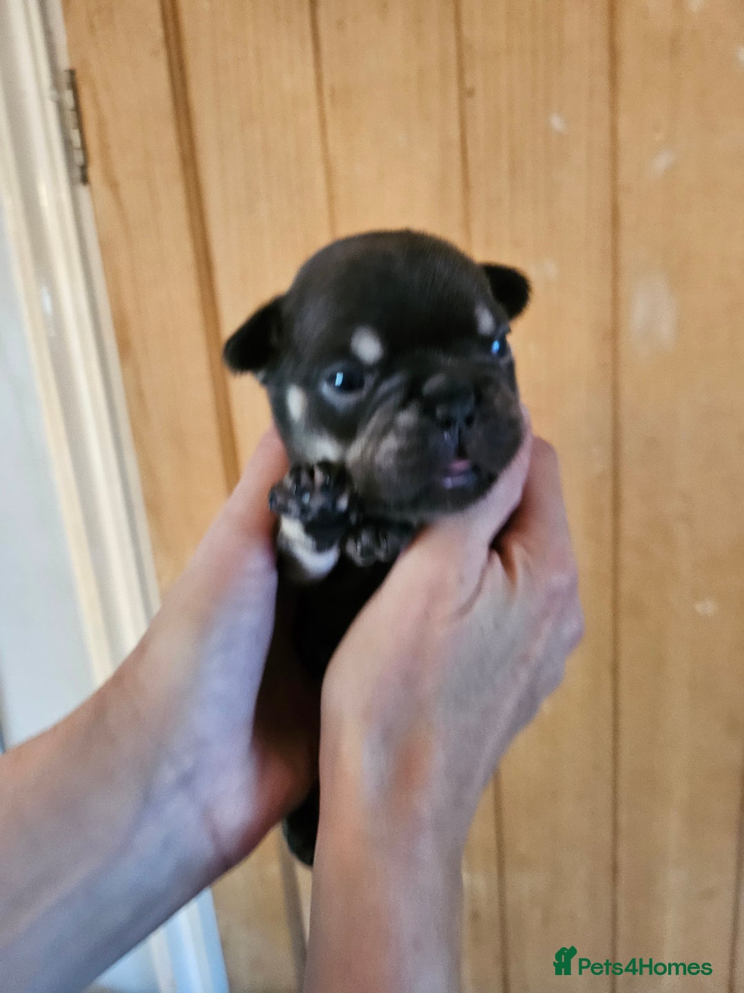 French Bulldog dogs for sale: ⚡️Exquisite 🌈 Pedigree French Bulldog Puppies ⚡️ - Image 2