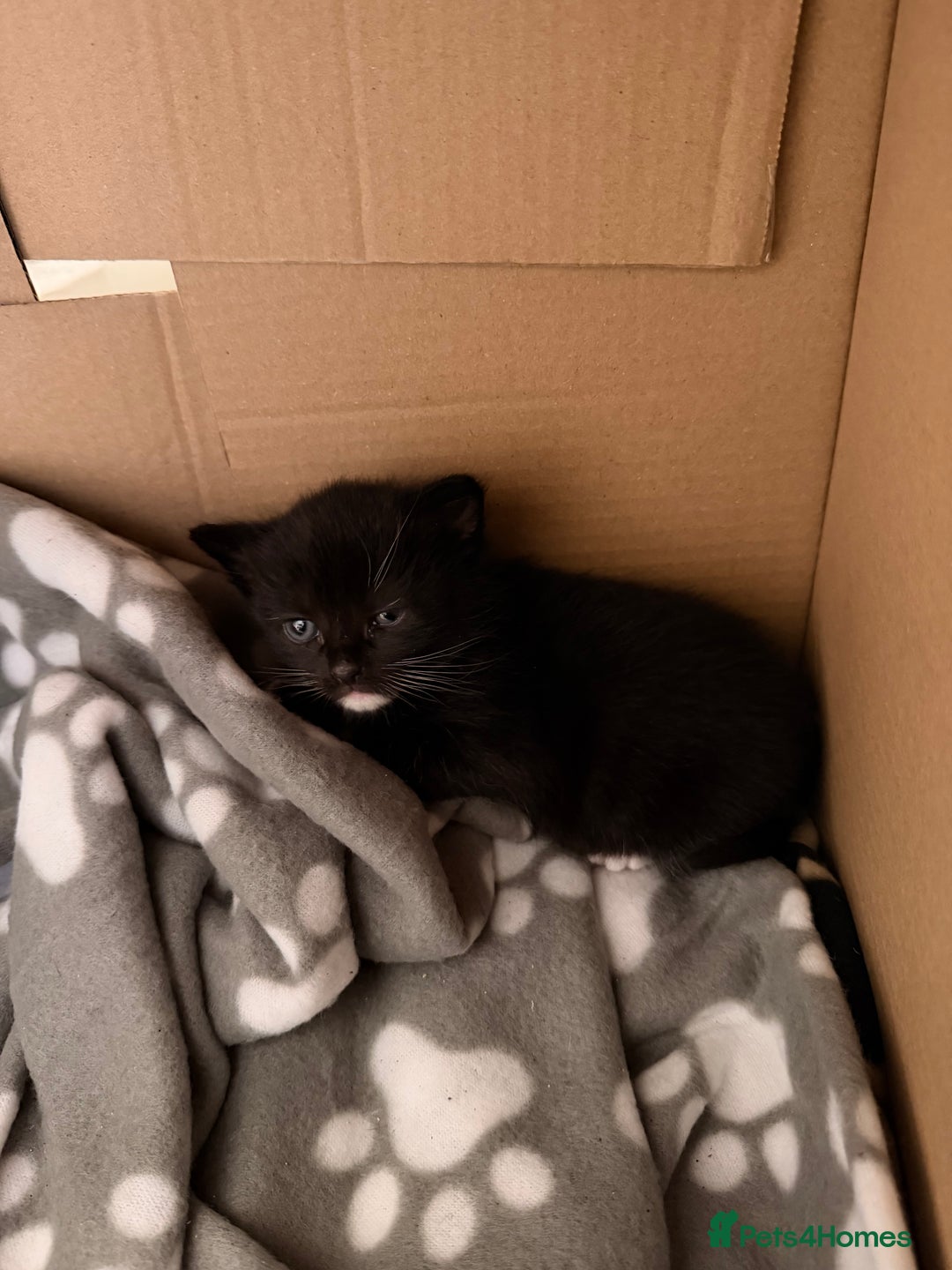 Domestic Shorthair cats for sale: 3 baby kittens ready for  **  eve - Advert 14