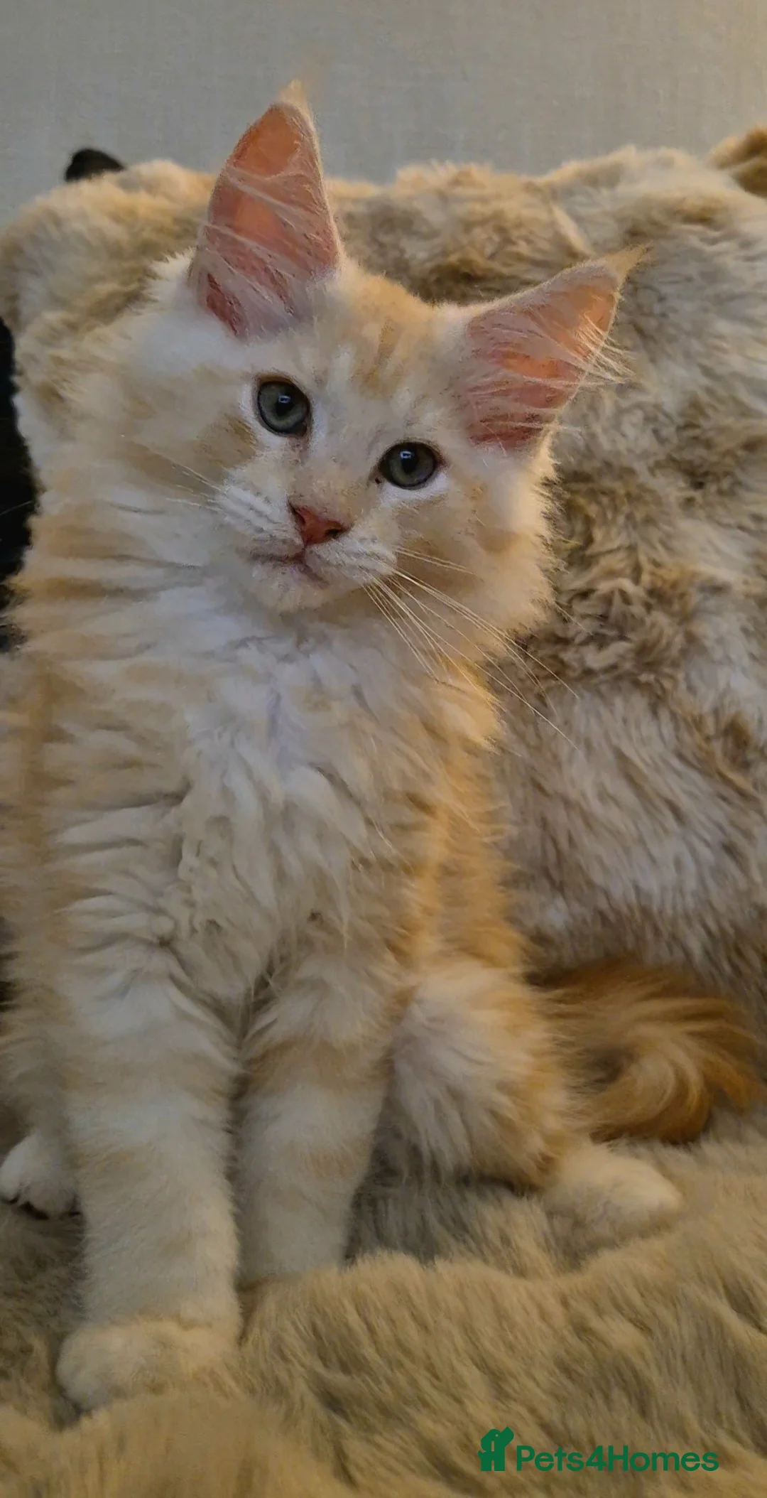 Maine Coon cats for sale: Beautiful Maine Coon boys . - Advert 12