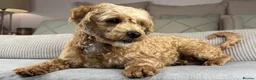 Maltipoo dogs for sale: SEE ALL OUR PUPPIES ON INSTA. OAKWELL RETRIEVERS  - Advert 21