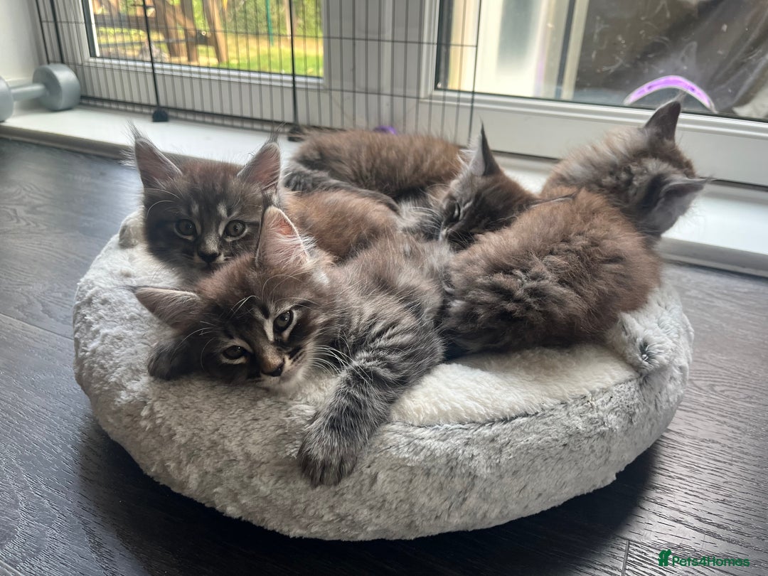Maine Coon cats for sale: Maine Coon Kittens for Sale 4 Boys Left  - Image 7