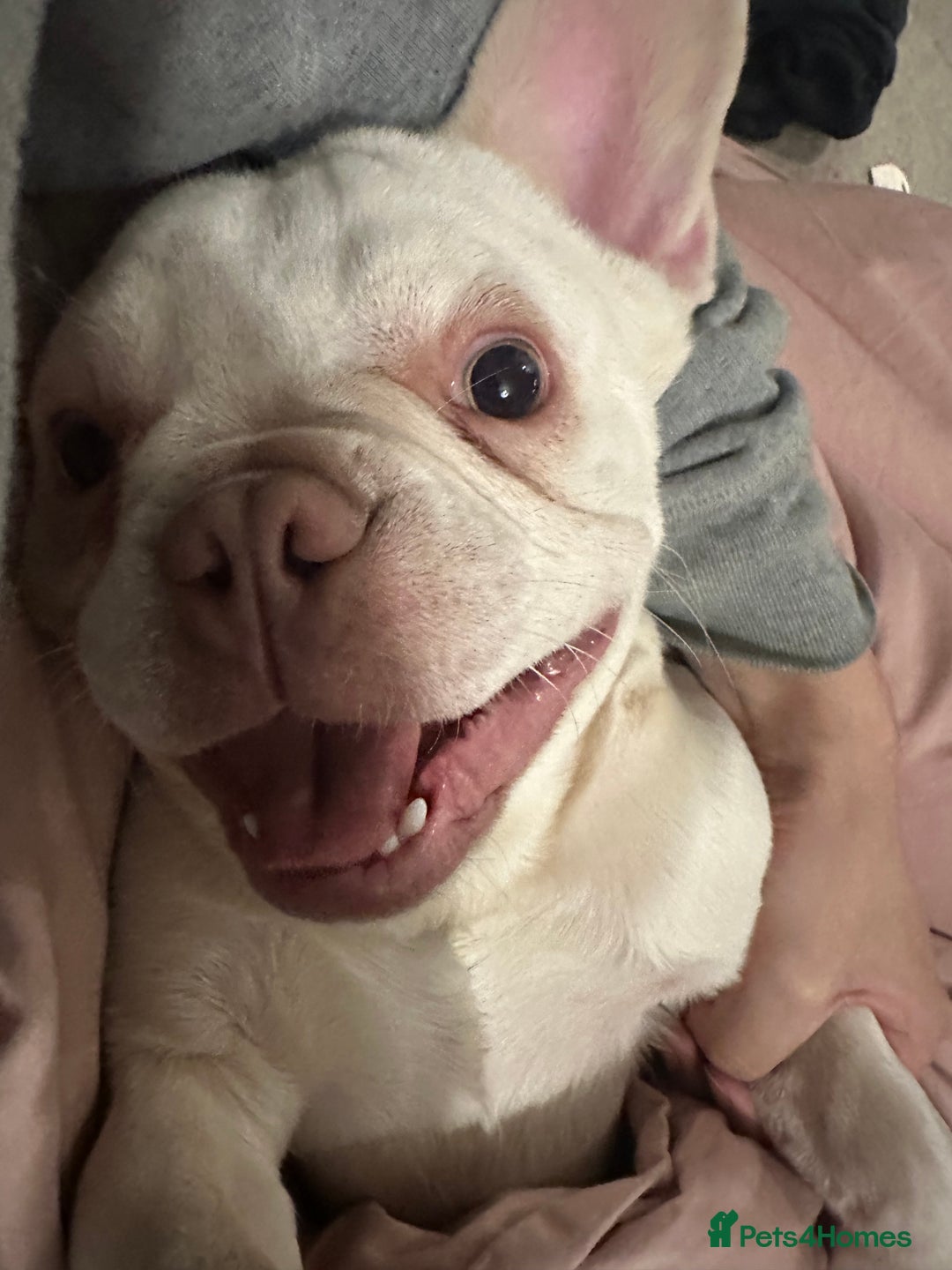French Bulldog dogs for sale: Cute bulldog - Image 7