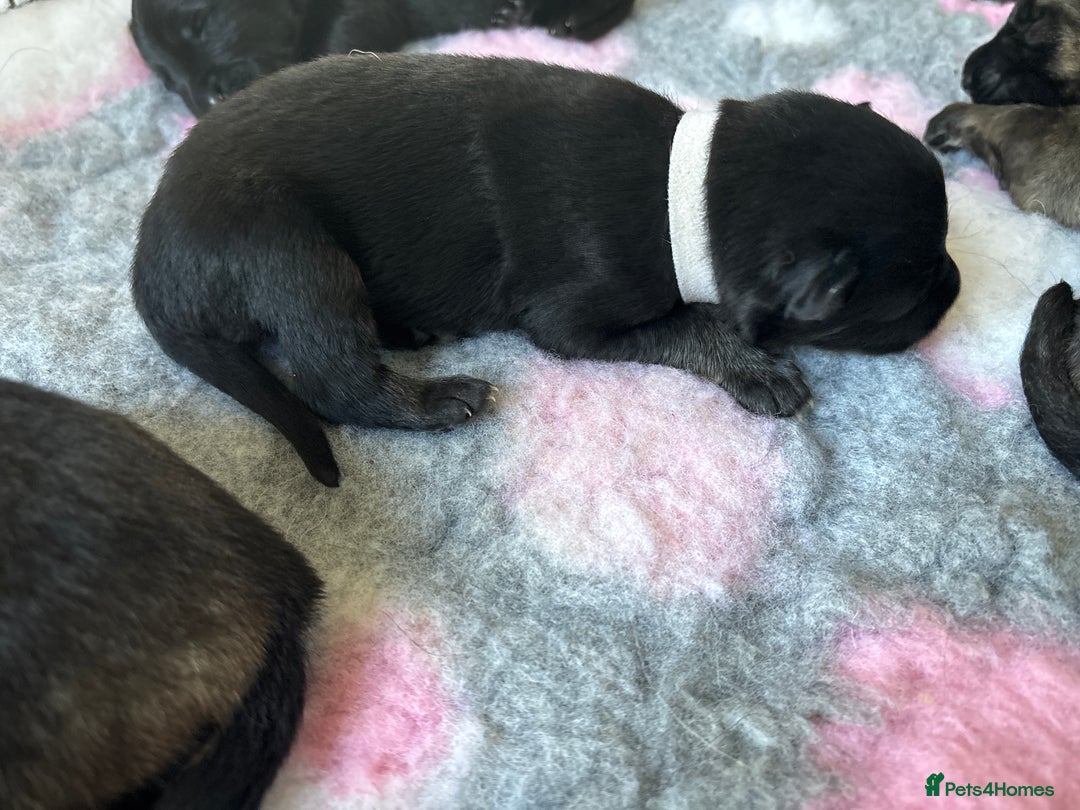 German Shepherd dogs for sale: KC Registered Working Line German Shepherd Puppies - Image 14