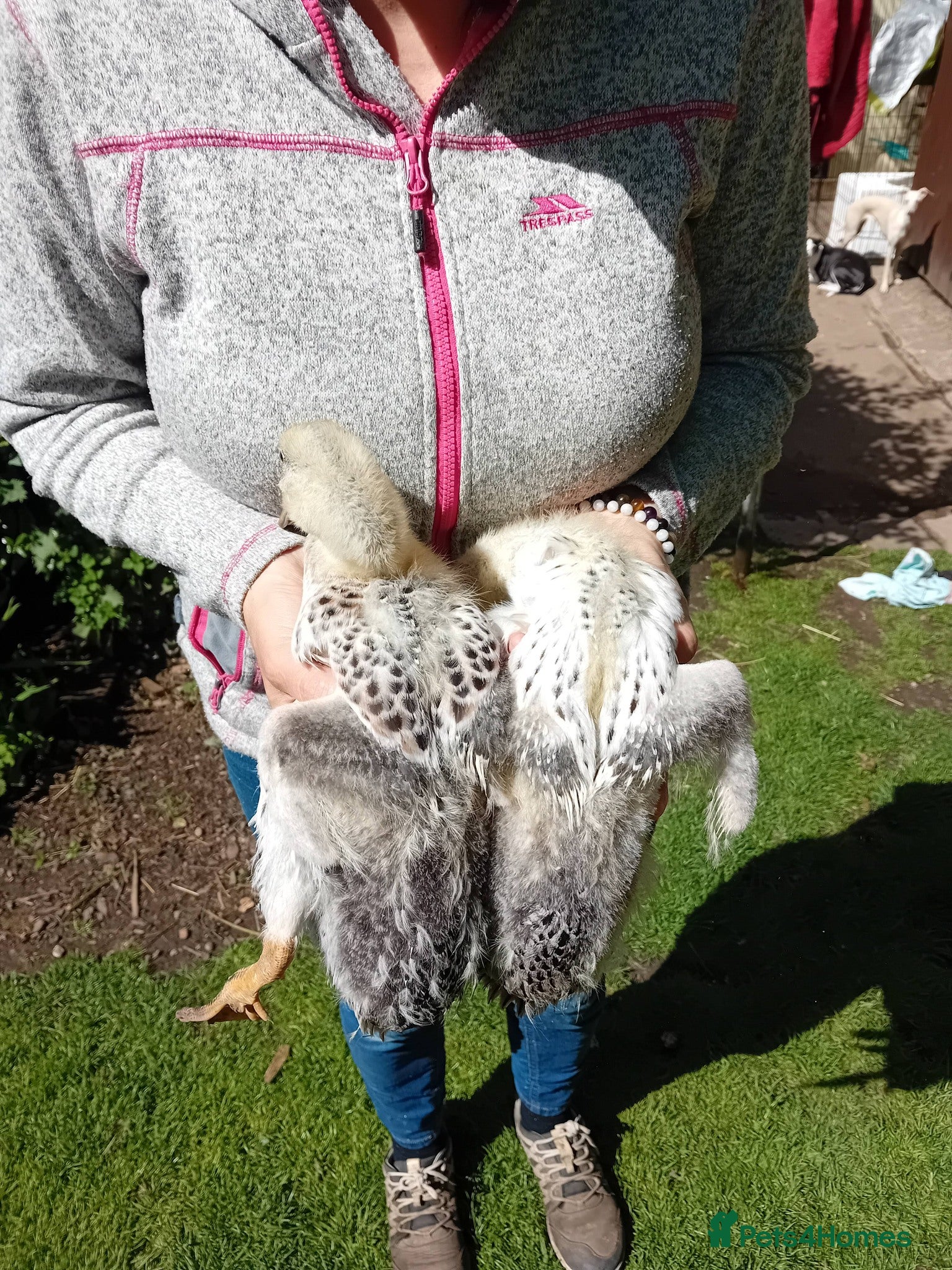 Ducks poultry for sale: 2x Pure Silver Indian Runner duck breeding pairs - Advert 3